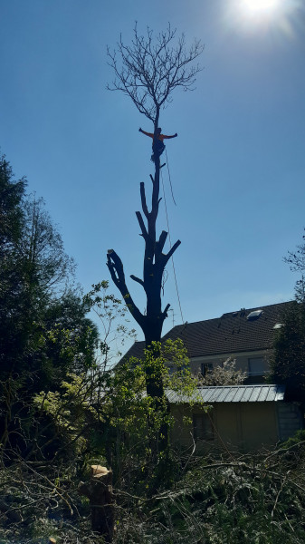 élagage arbre à Jouy-le-Moutier