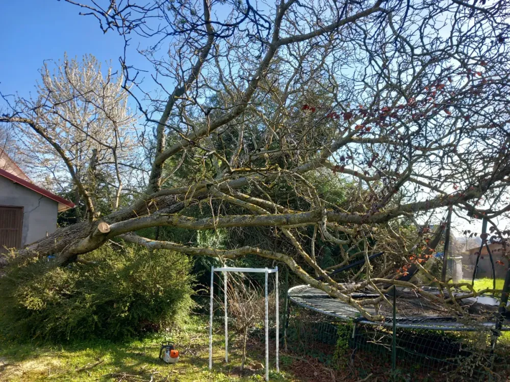 Transformez votre jardin en un écrin durable avec WISS ELAGAGE